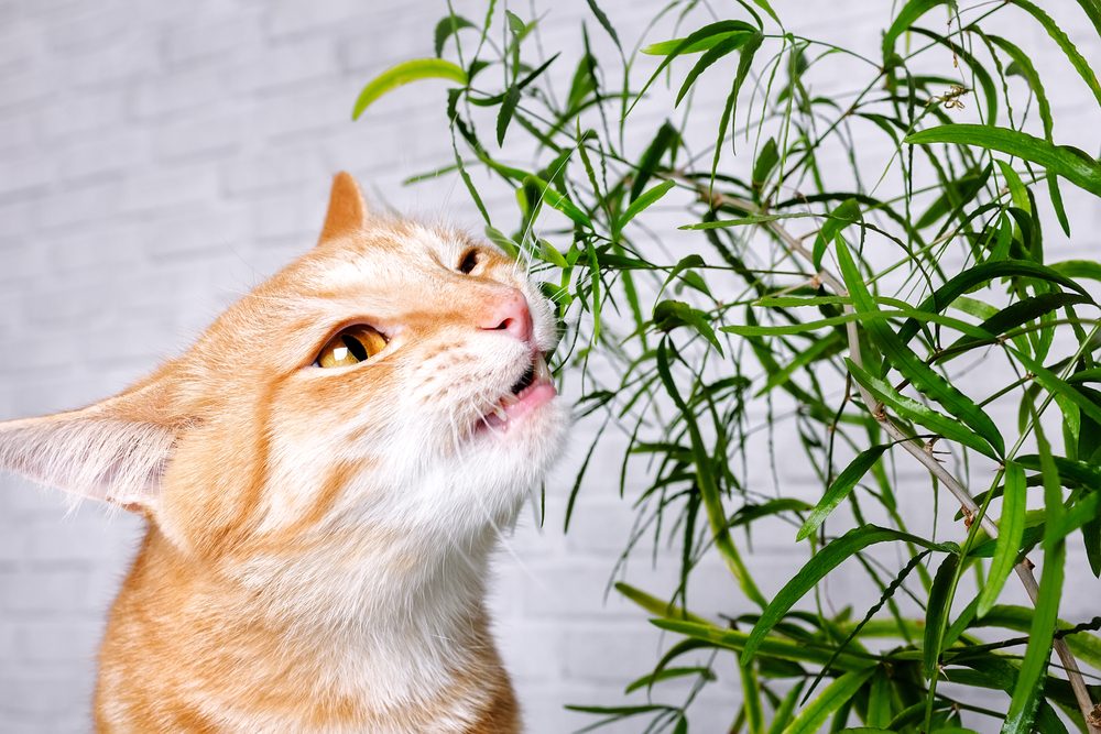 An orange and cream striped cat nibbling the leaves of a plant.