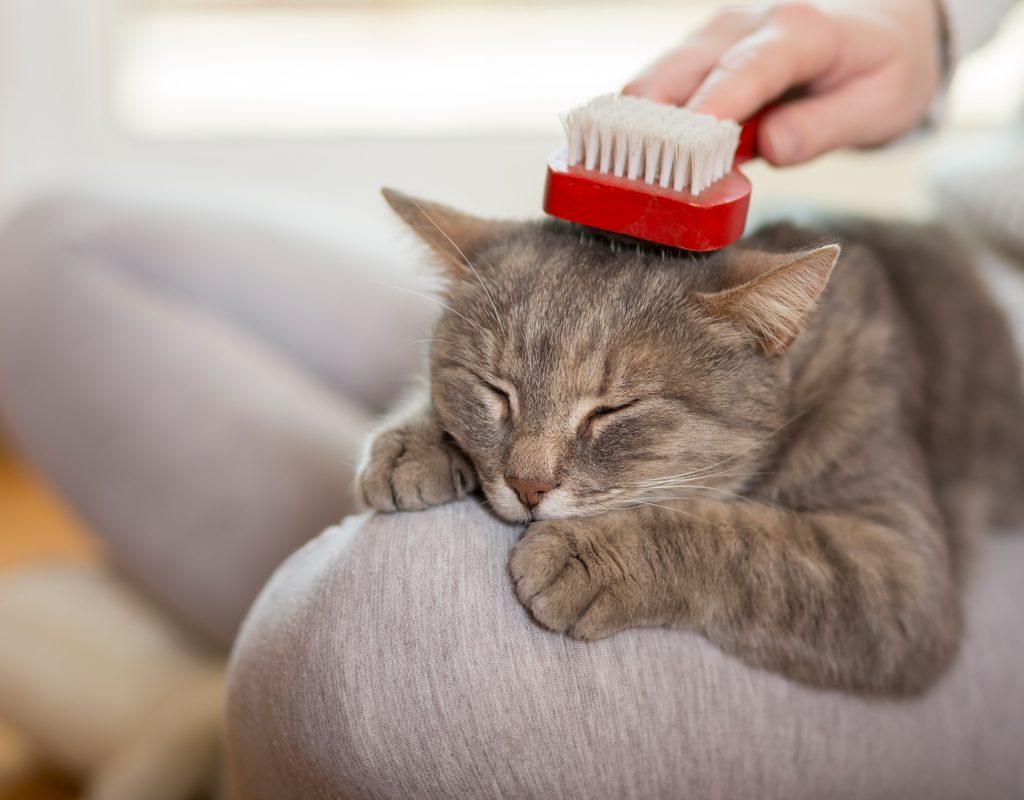 Person brushing a happy cat lying in their lap