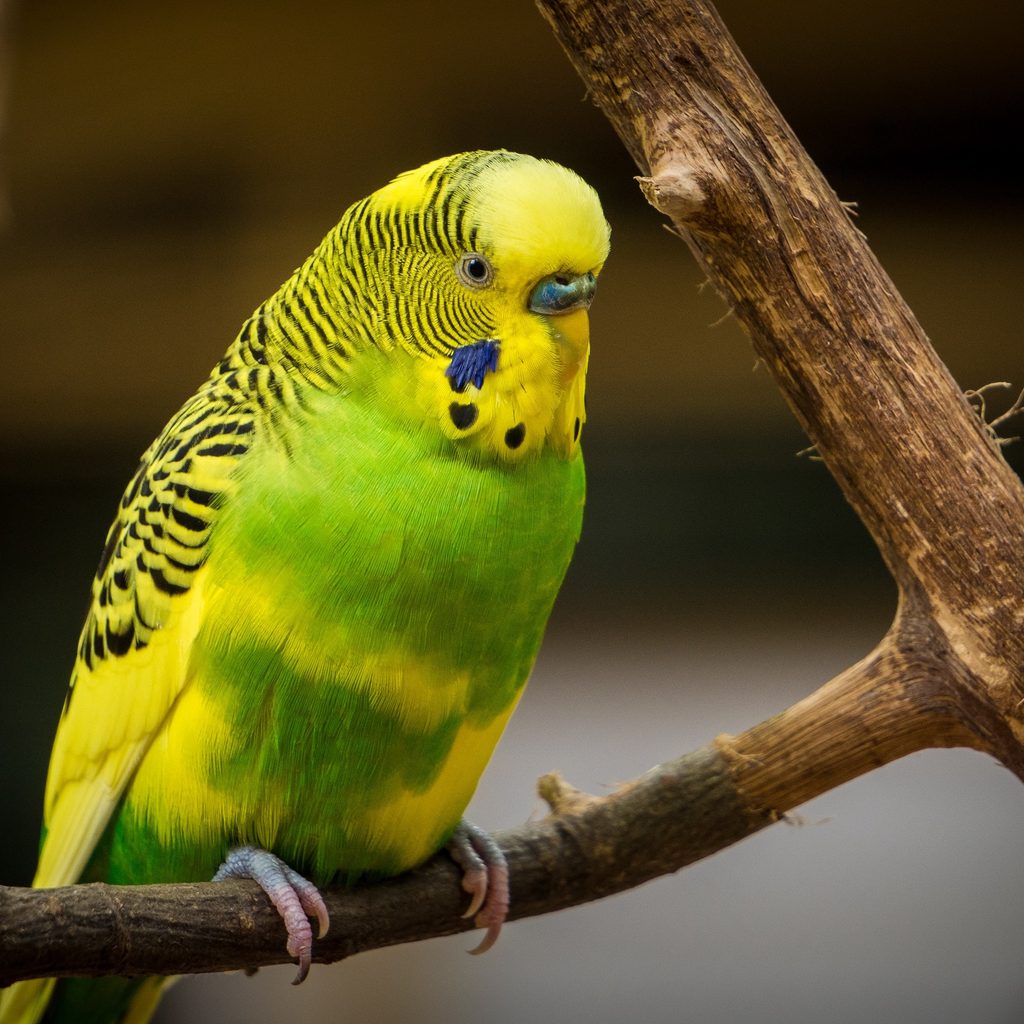 Green and yellow parakeet perches on a branch