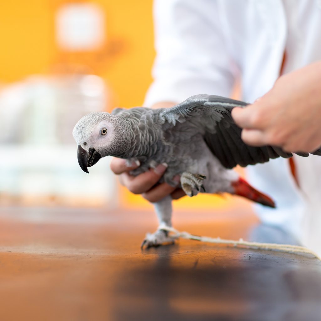 Parrot gets his winged examined by a vet