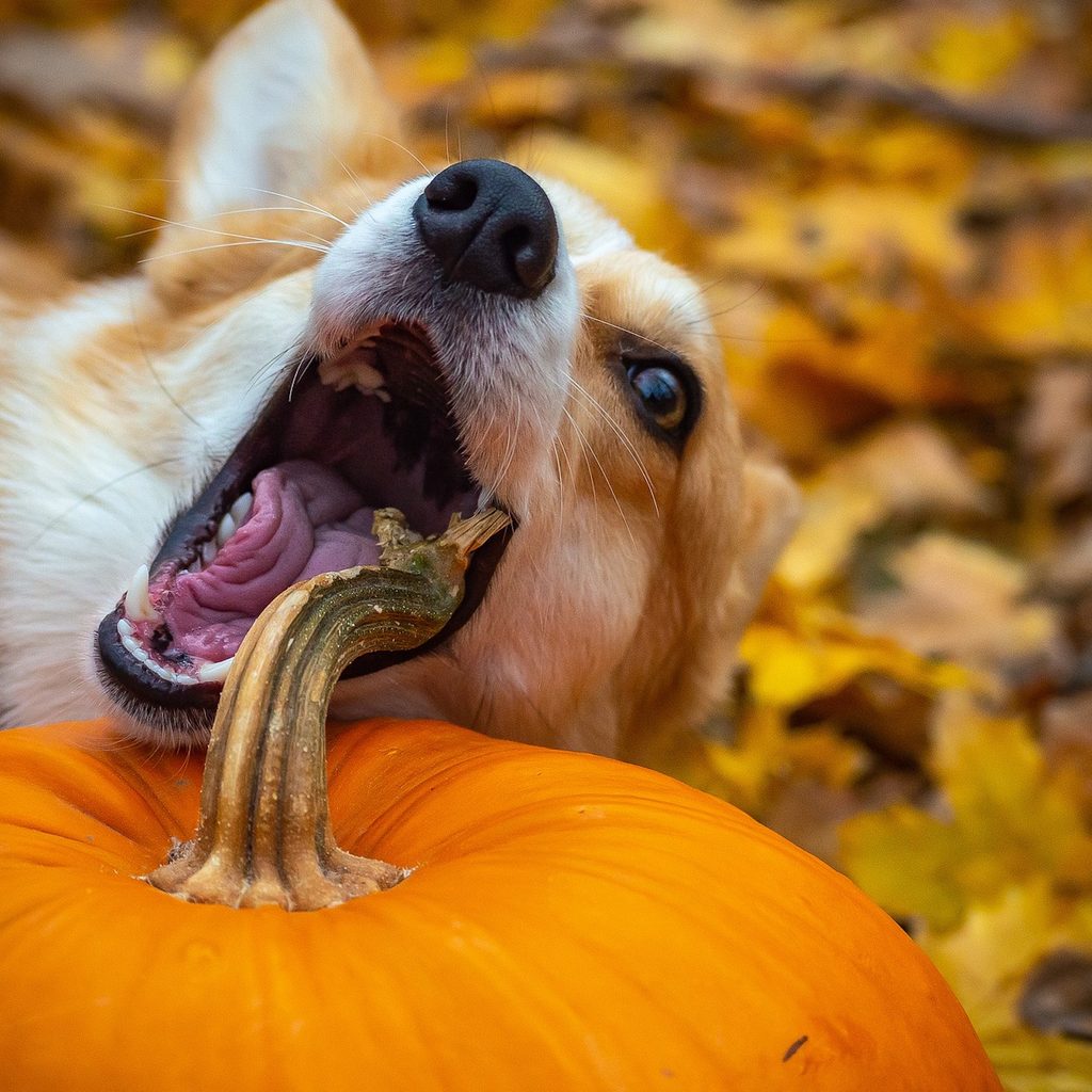 a Pembroke Welsh Corgi chews a pumpkin stem