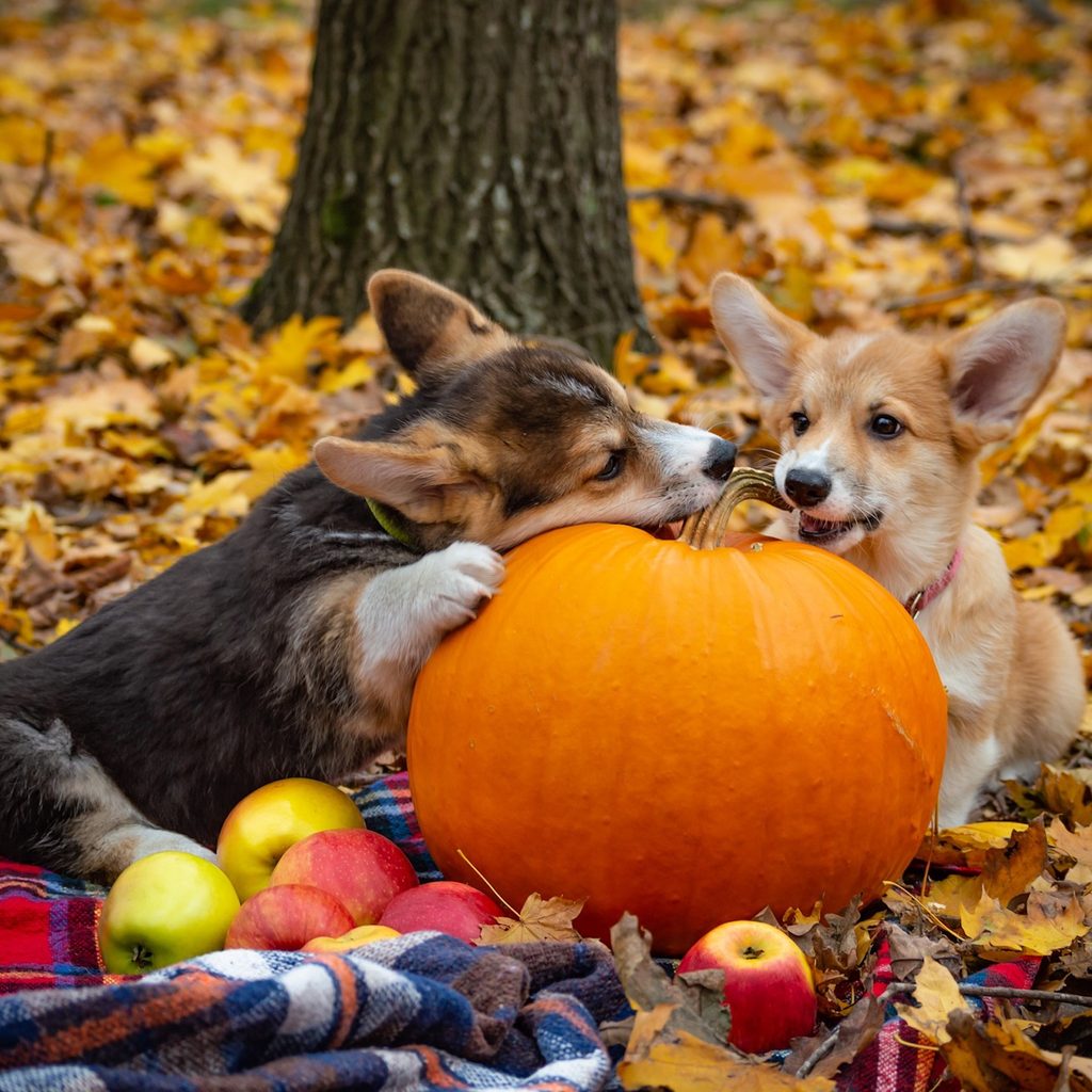 Two Pembroke Welsh corgis chew on a pumpkin on an autumn picnic