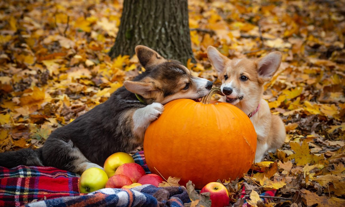 Two Pembroke Welsh corgis chew on a pumpkin on an autumn picnic