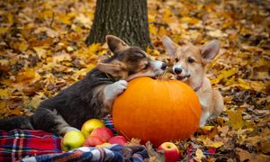 Two Pembroke Welsh corgis chew on a pumpkin on an autumn picnic