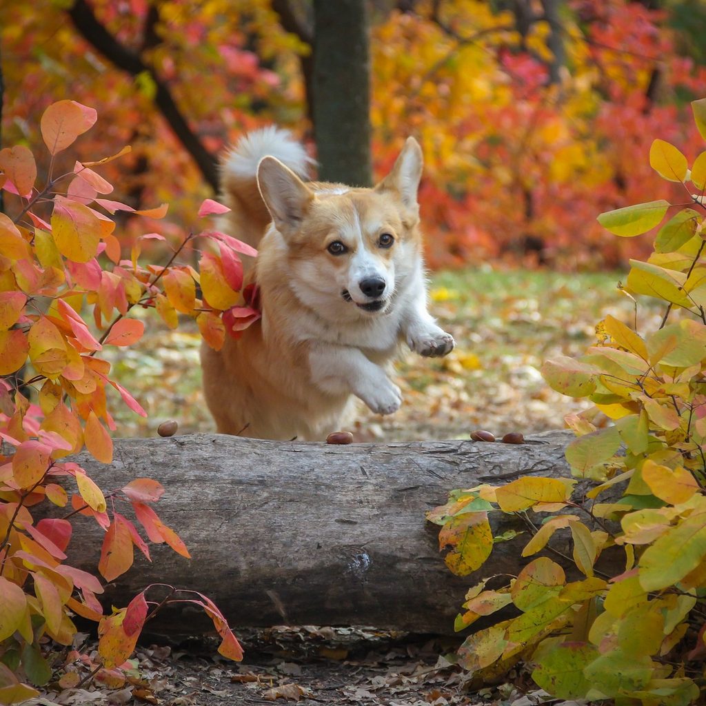 A Pembroke Welsh Corgi jumps over a log surrounded by fall colors
