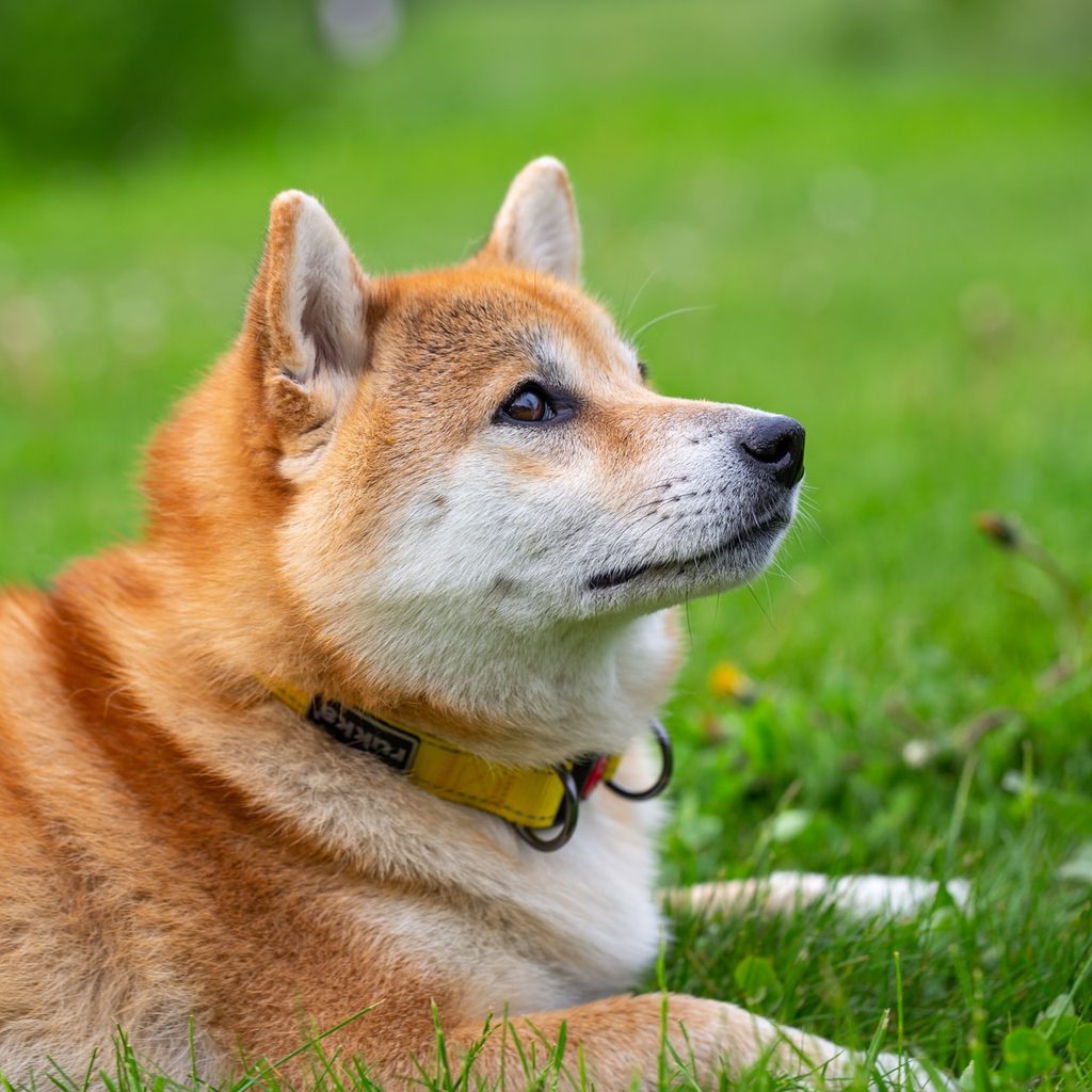 shiba inu lying in grass