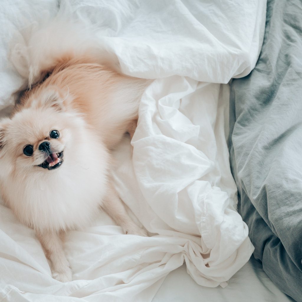 A Pomeranian sleeps on the bed
