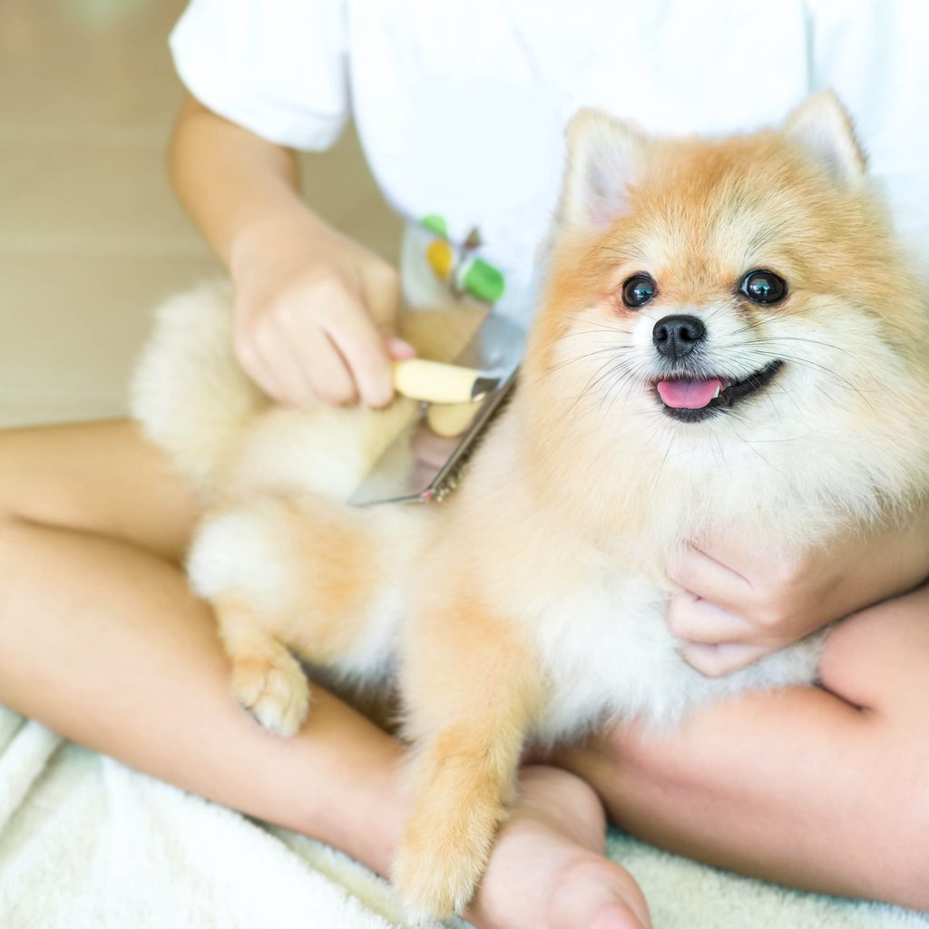 a Pomeranian sits on a woman's lap and gets brushed
