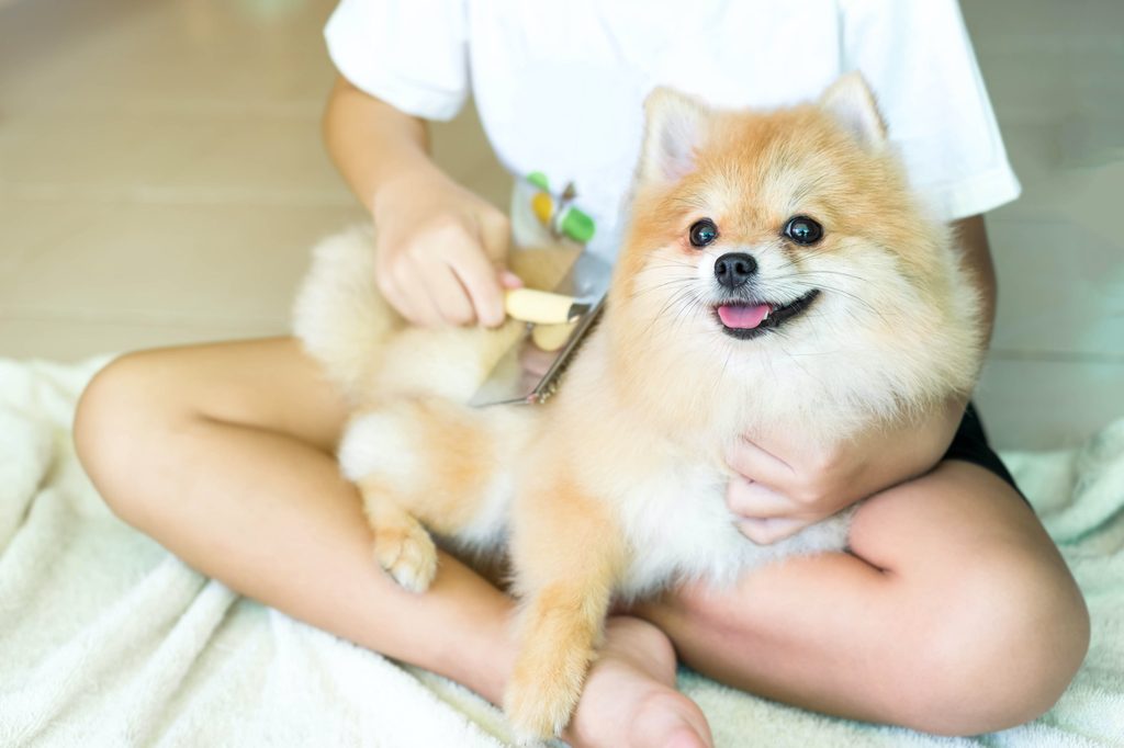 a Pomeranian sits on a woman's lap and gets brushed