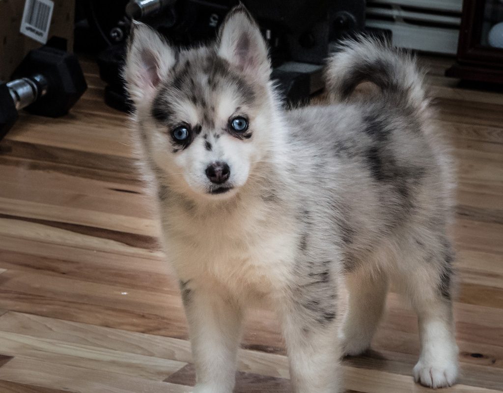 Pomsky puppy.