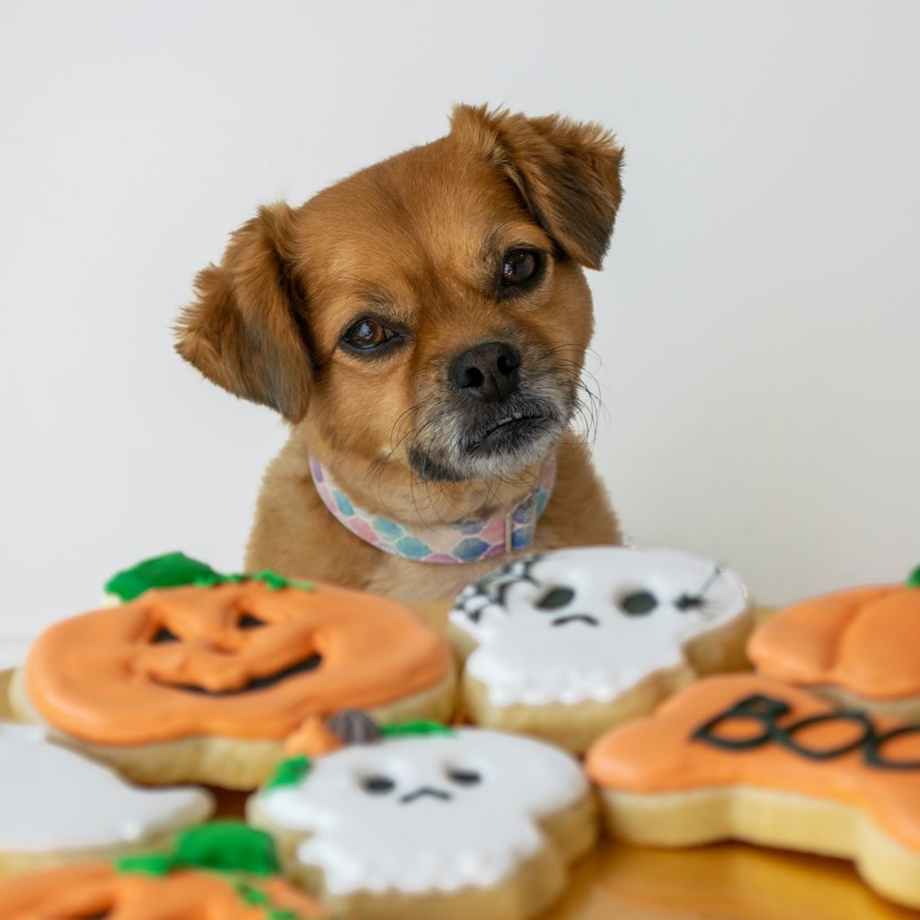 A brown dog looks at a plate of halloween cookies: pumpkins, and ghosts
