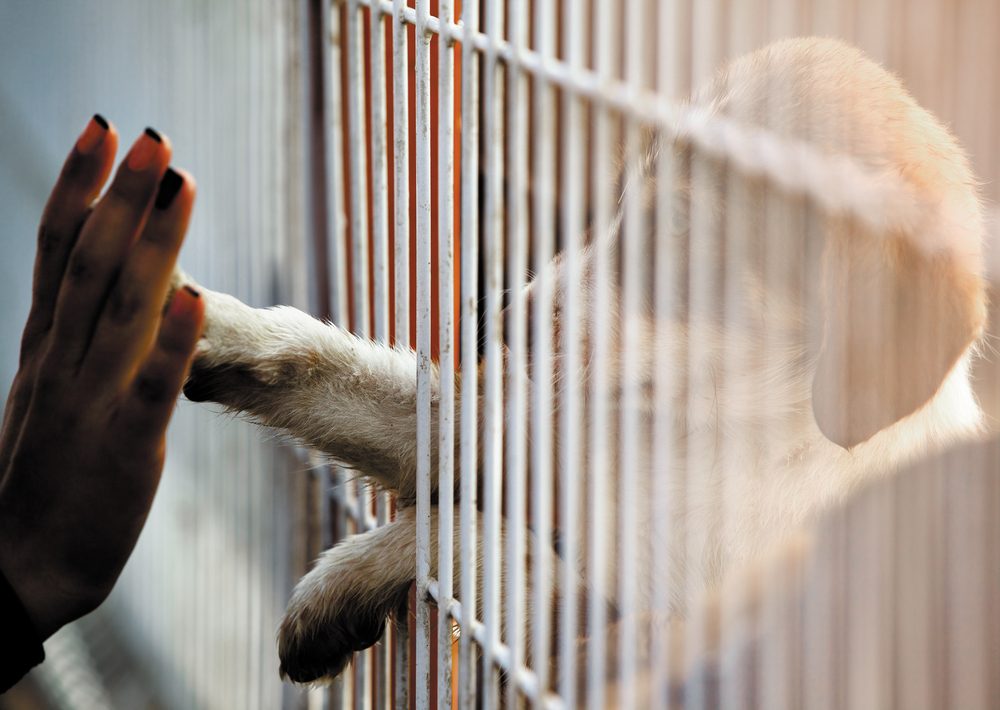 A puppy reaching his paw out through cage bars for a woman's hand.