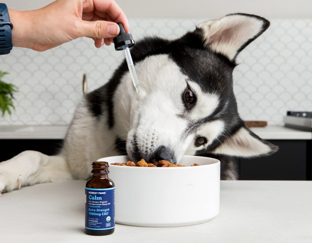 Putting CBD oil in dog's food with a dropper.OwnerPutting CBD