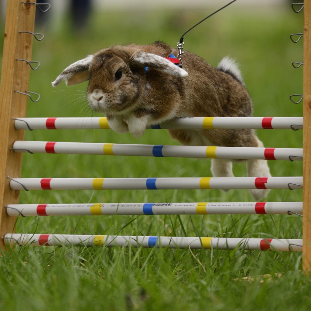 Rabbit leaping over a hurdle during an agility competition