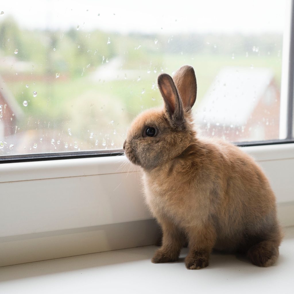 Rabbit peers out of window