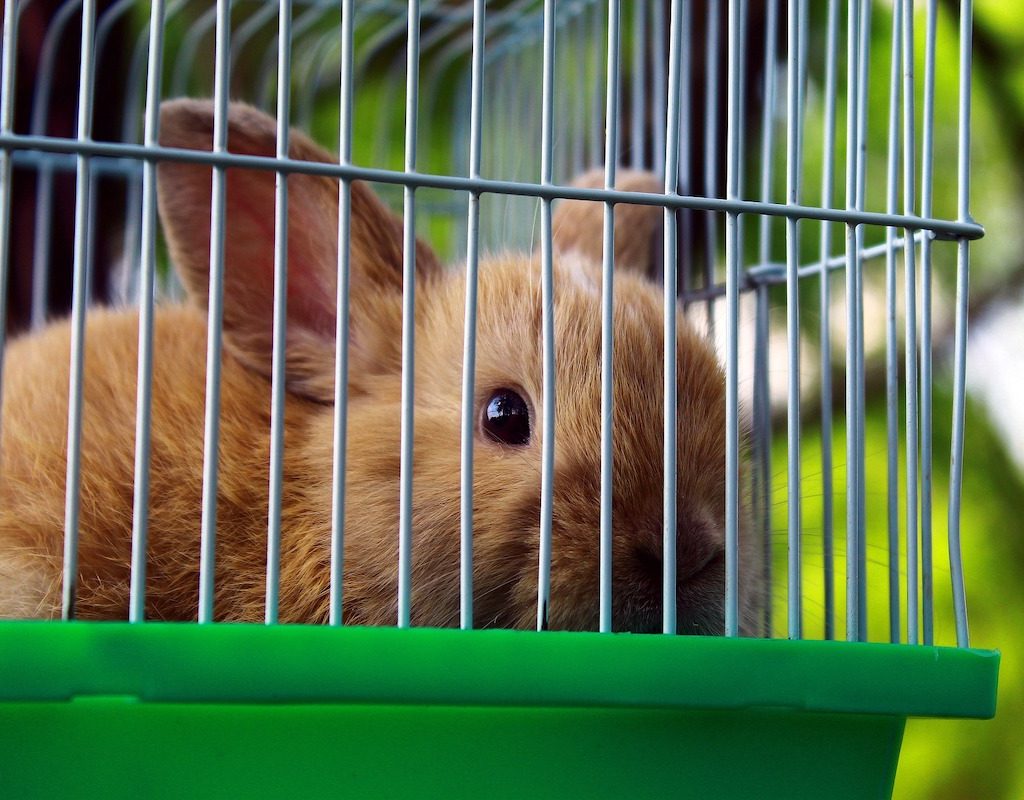 Rabbit in traveling case outdoors