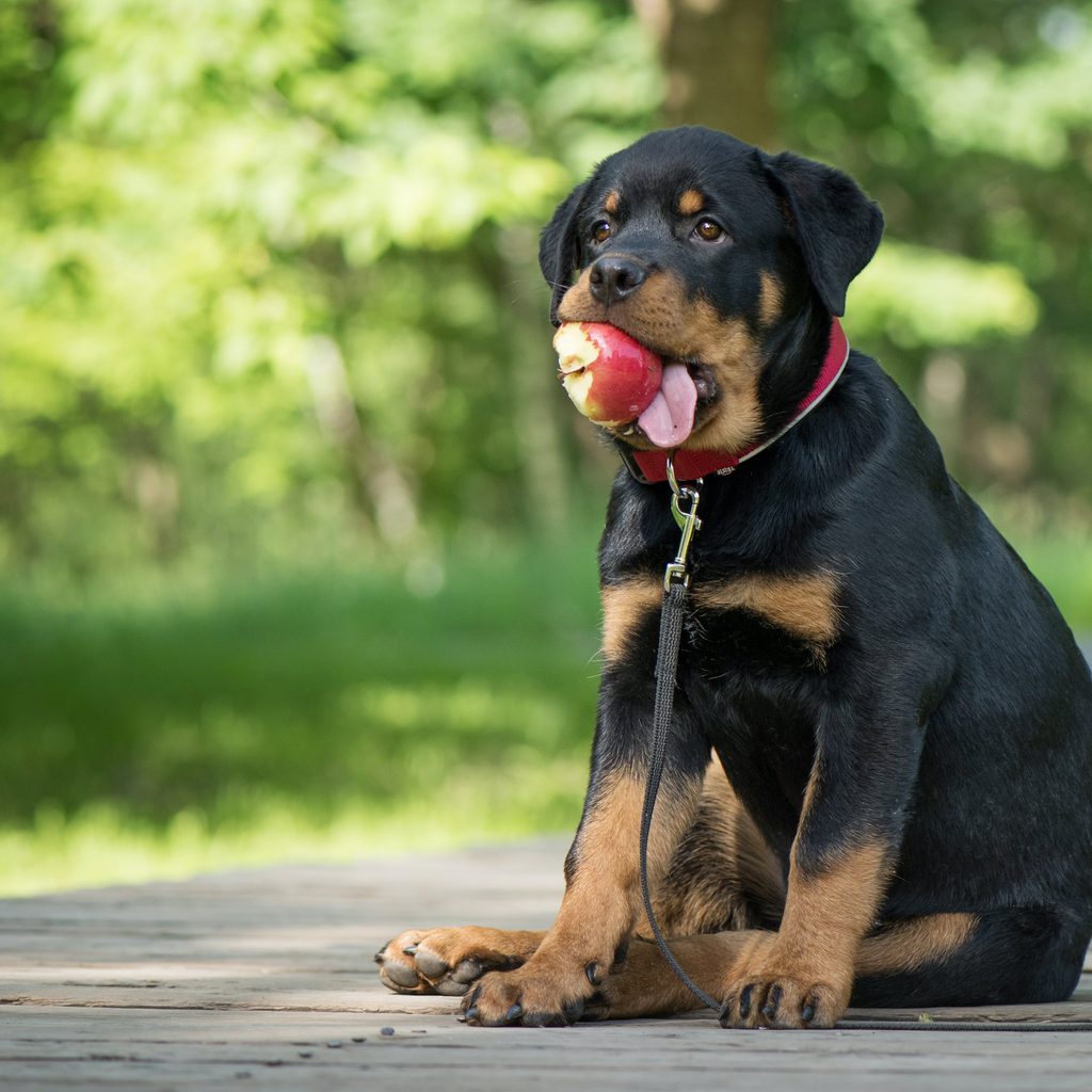 a Rottweiler puppy sits on the grass with an apple in his mouth