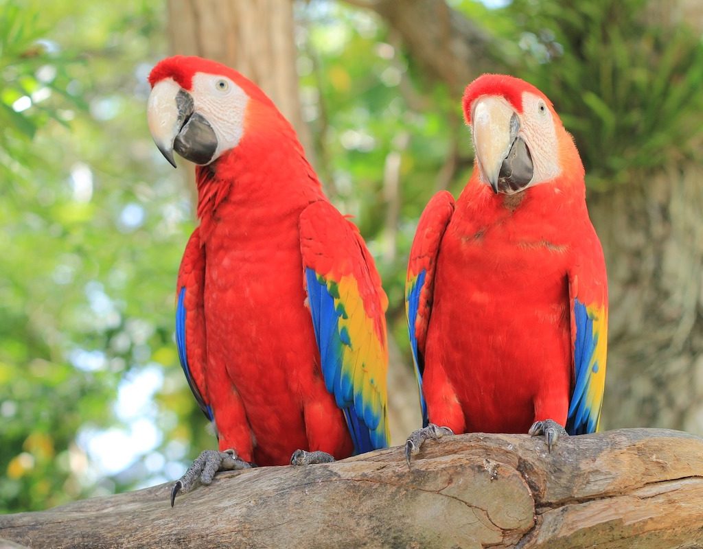 A pair of scarlet macaws sit on a branch