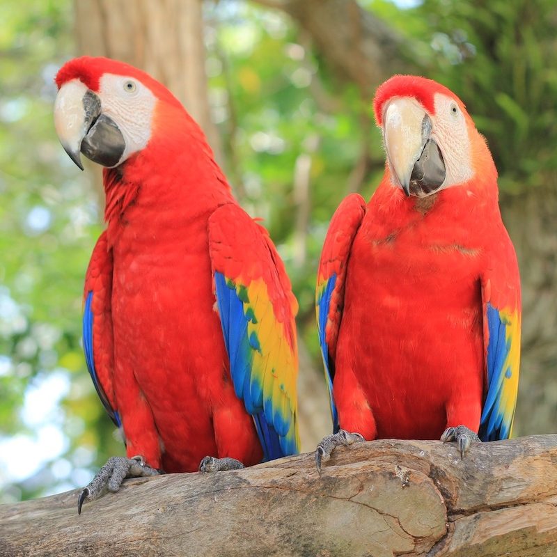 A pair of scarlet macaws sit on a branch