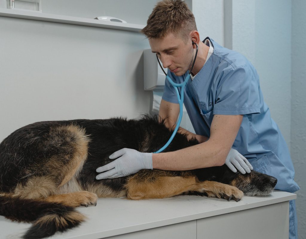 Senior German shepherd at vet.