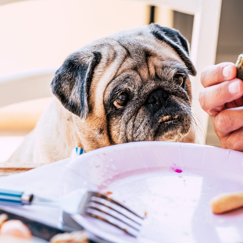an old pug sits at the table and begs for food