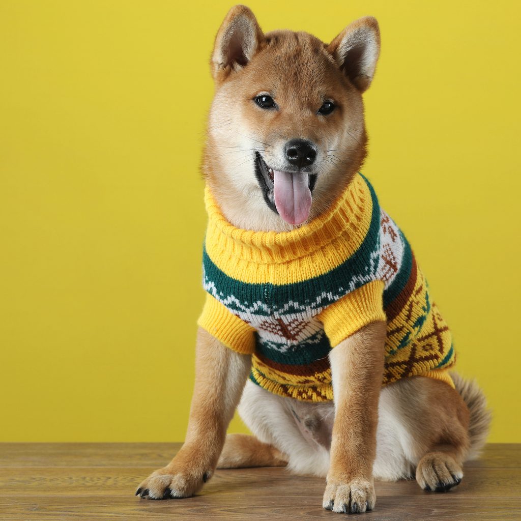 a shiba inu dog in a sweater sits in front of a yellow background