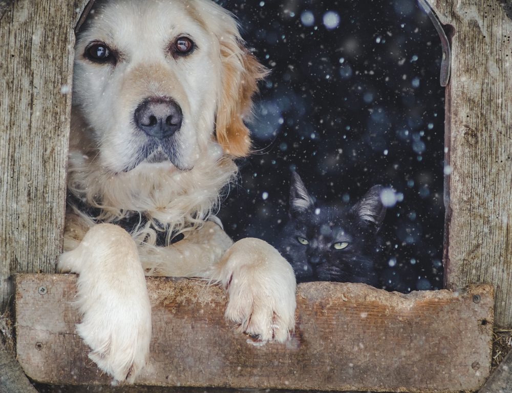 golden retriever in dog house with snow