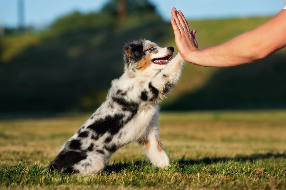 Aussie dog high five
