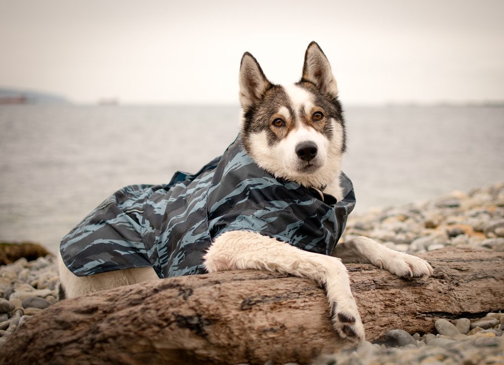 husky wearing plaid coat on beach