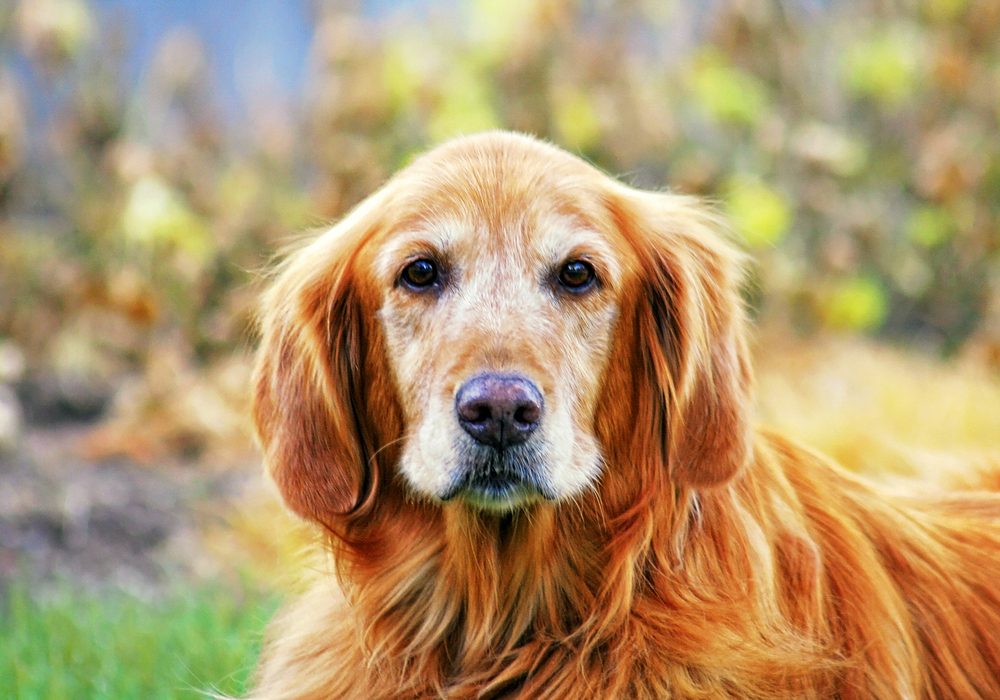 old senior golden retriever