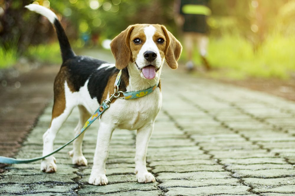 beagle puppy on a leash