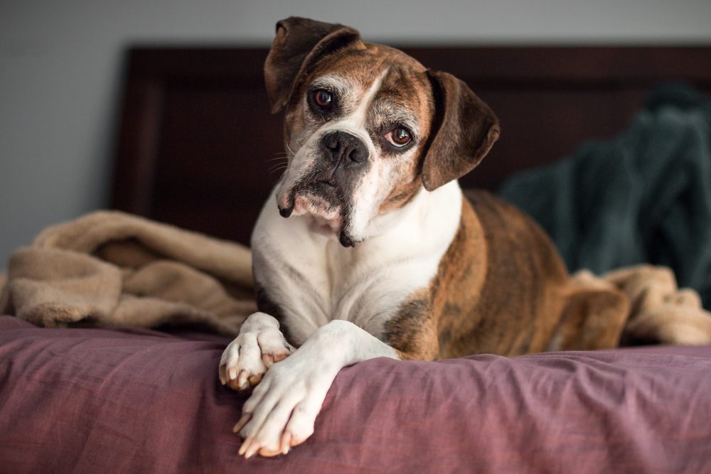 senior boxer on bed