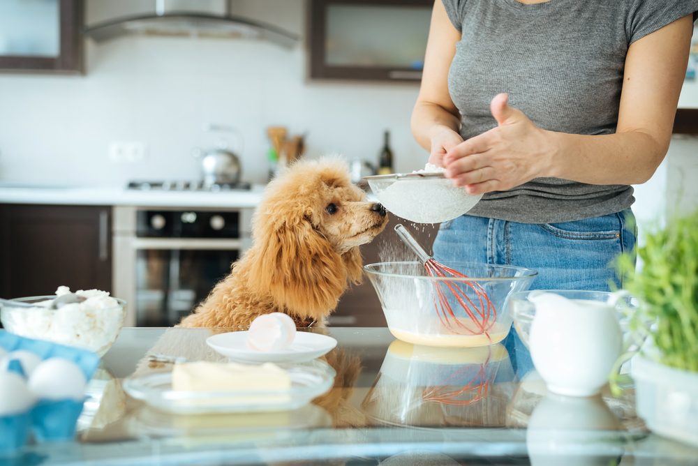 dog and human cooking in the kitchen