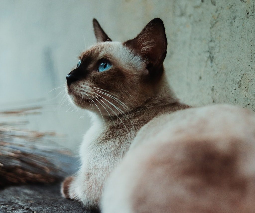 A Siamese cat lies beside a stucco wall.