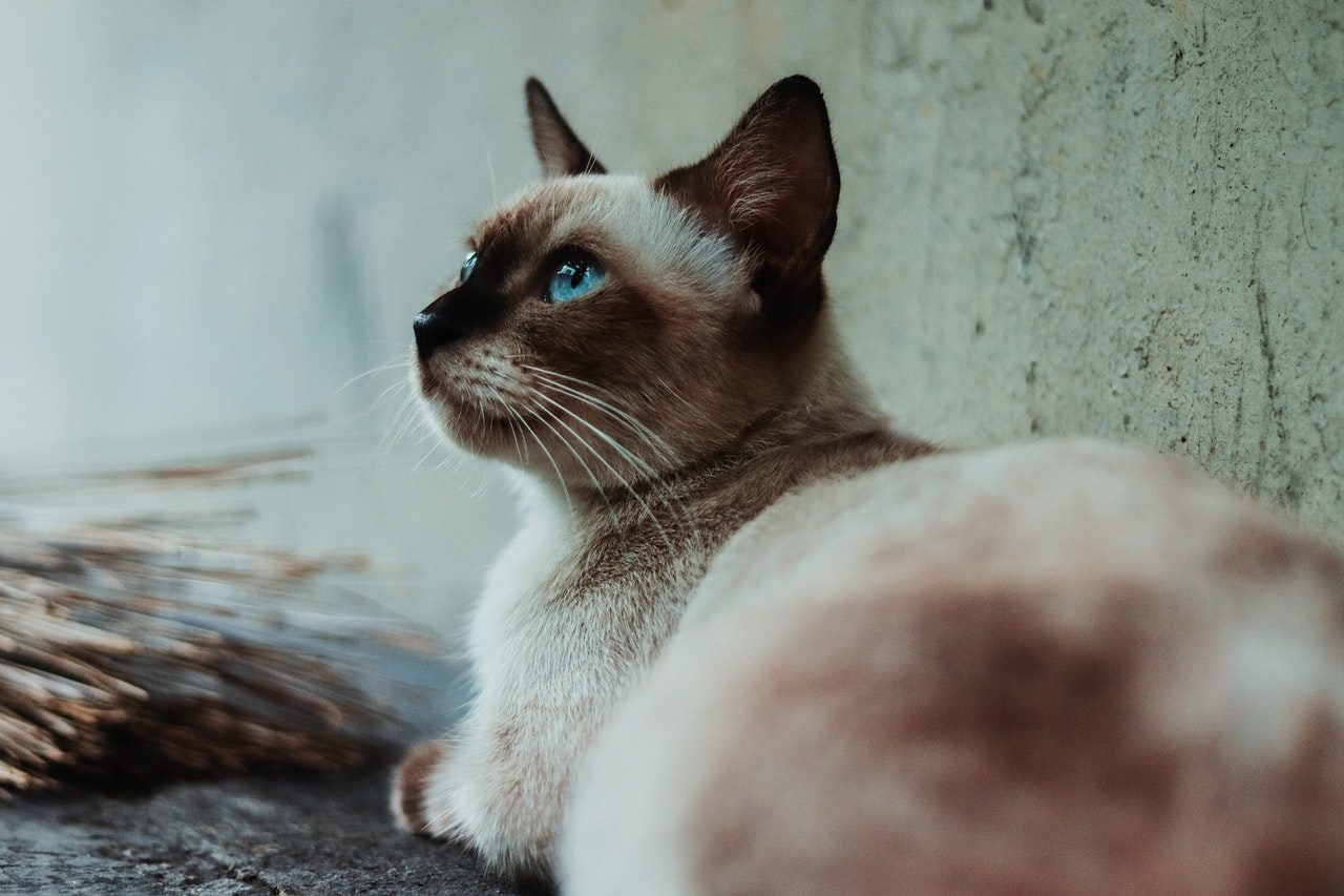 A Siamese cat lies beside a stucco wall.