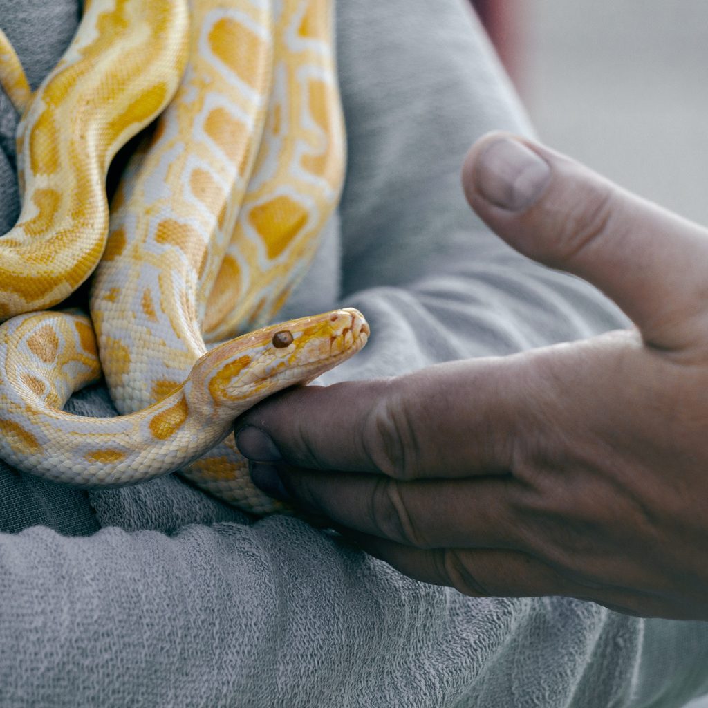 Two snakes curl around a person while another pets them