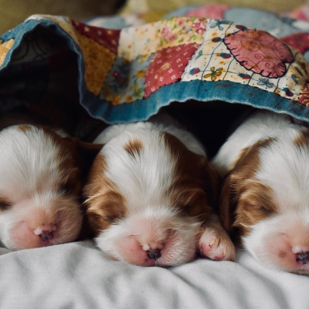 three tan and white puppies under a blanket