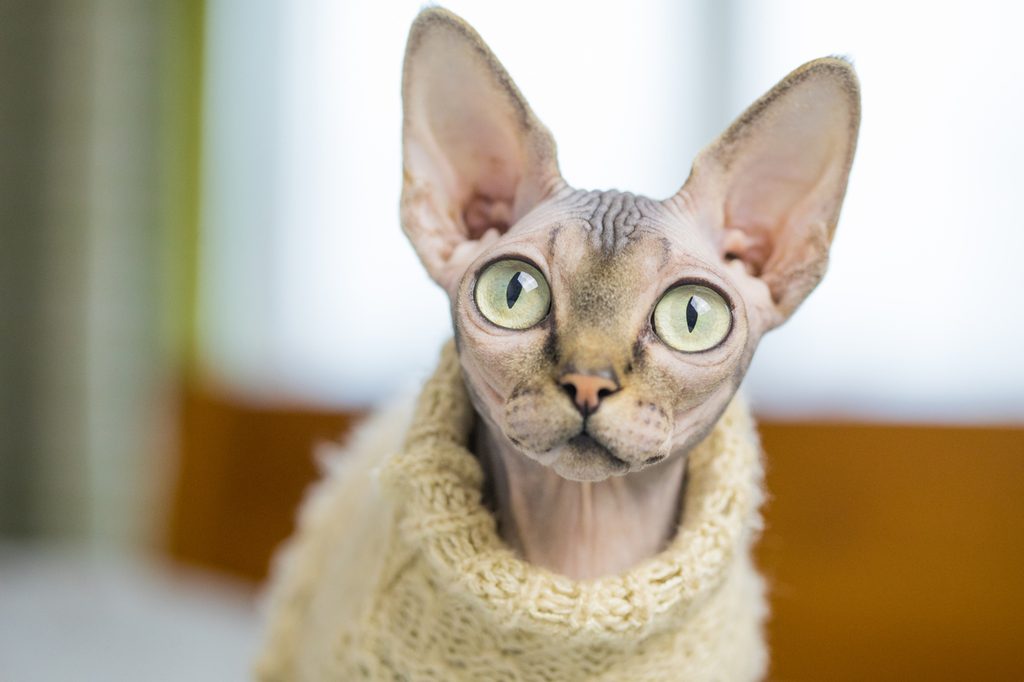 Sphinx cat wearing a yellow sweater