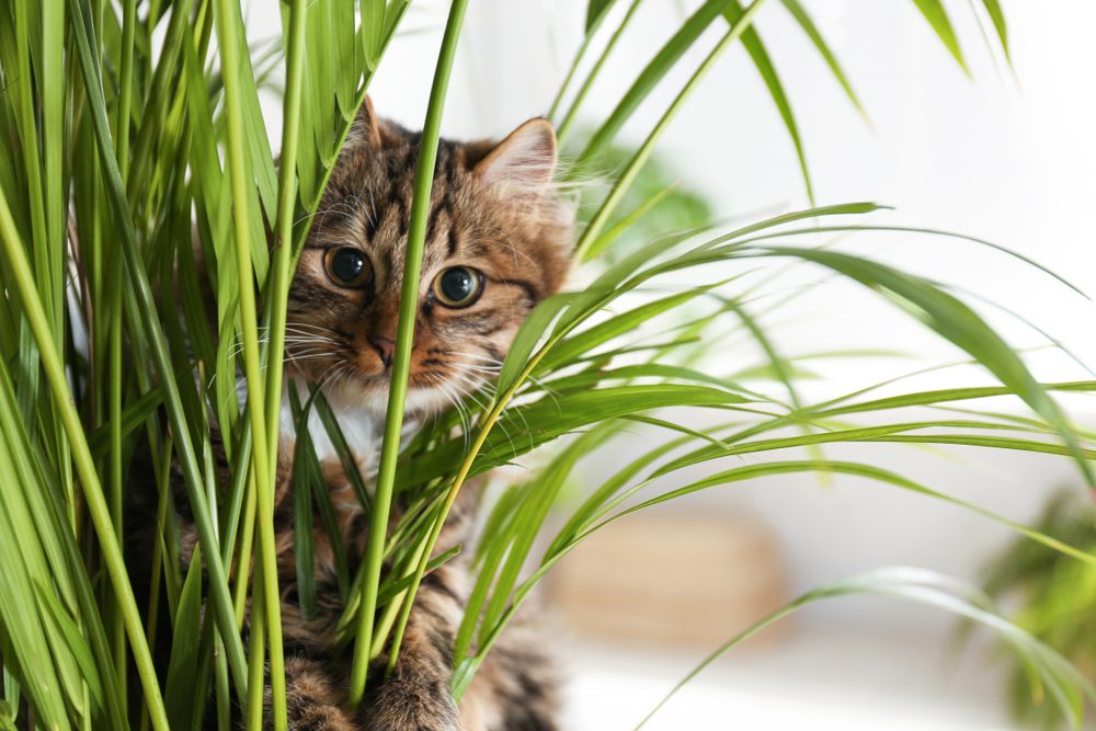 A striped brown cat crouches behind long, thin plant leaves.