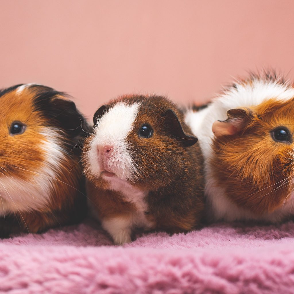 Three guinea pigs sit on a blanket