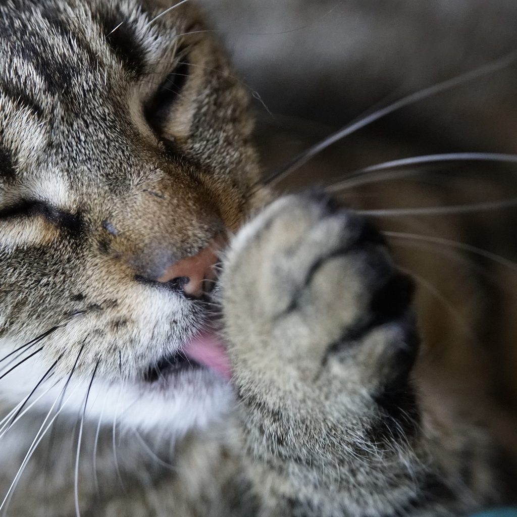 Closeup of a tiger cat licking its paw
