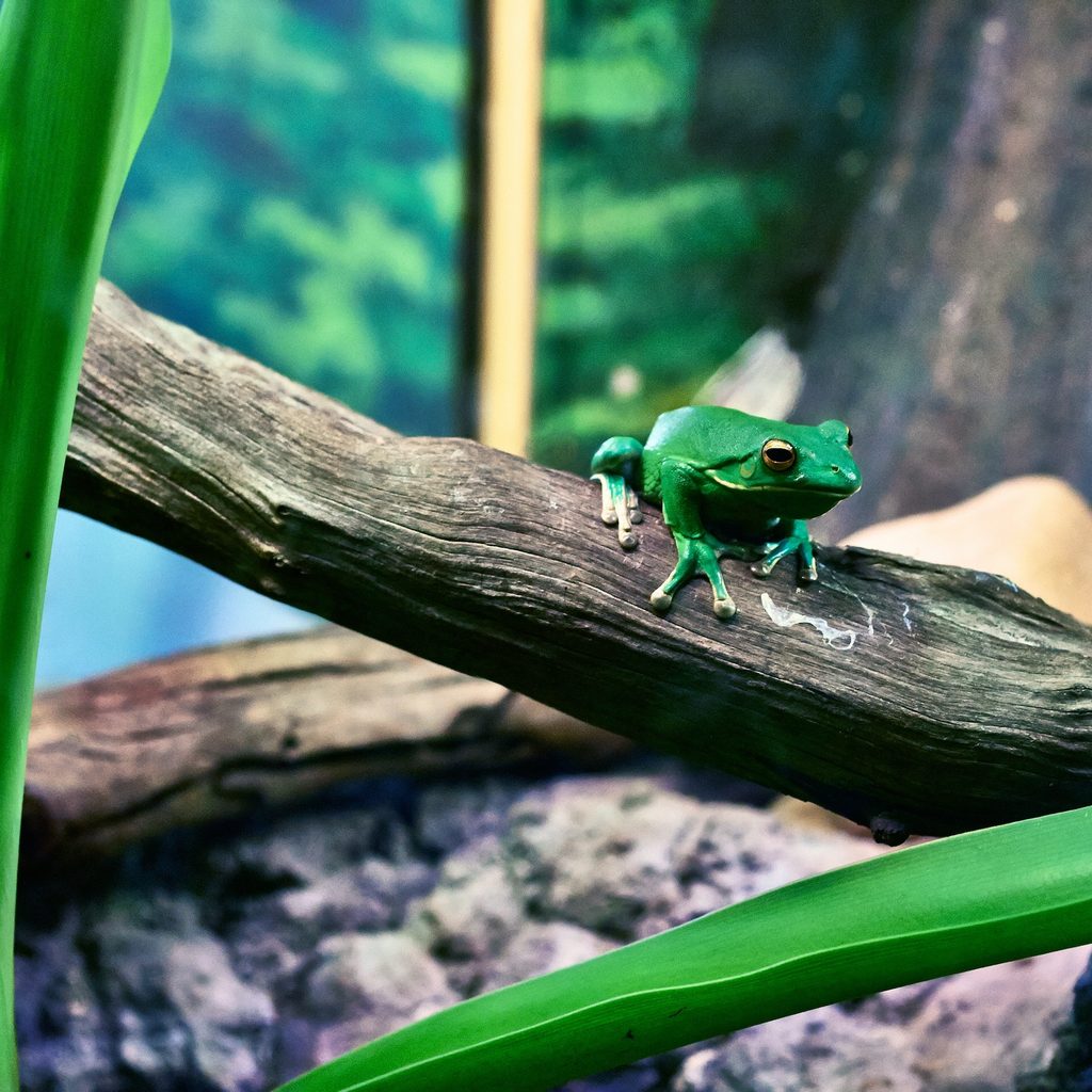 Tree frog sits on a branch
