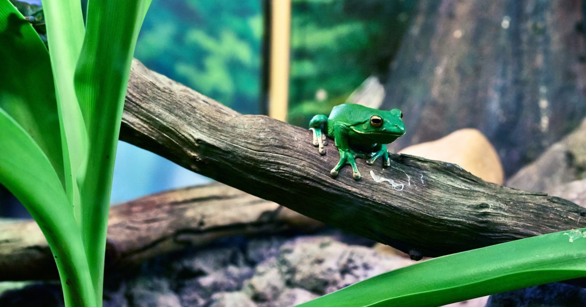 Frog Insurance Here's How To Take Care Of Your Pet Frog | PawTracks