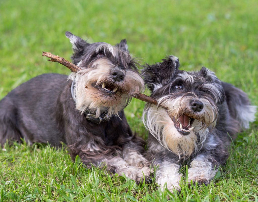 Two miniature schnauzers playing with a stick.