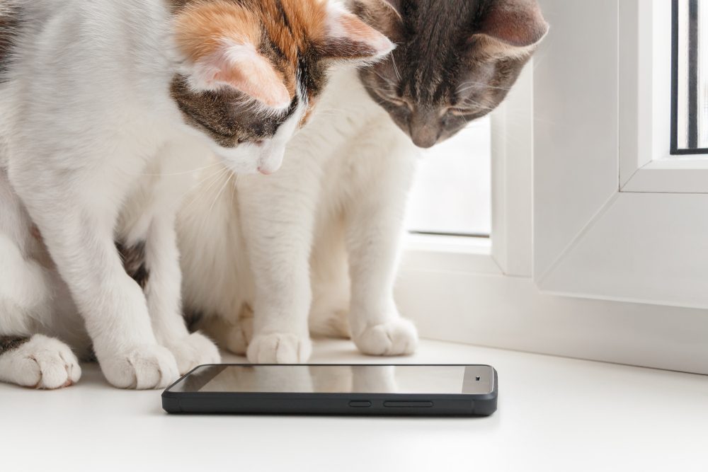 Two tabby cats stare into the unlit screen of a smartphone on a white table.