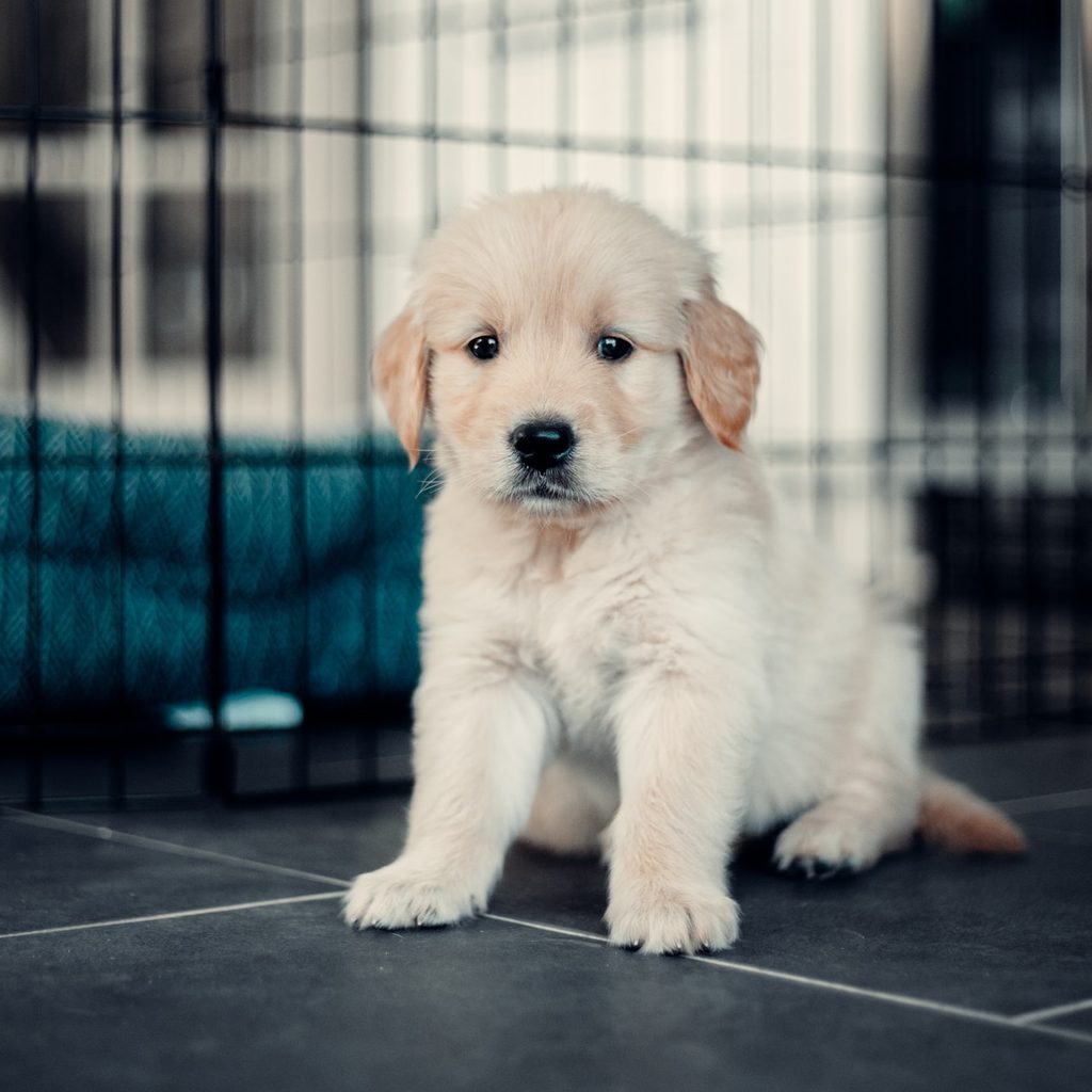 yellow Lab puppy in a black crate