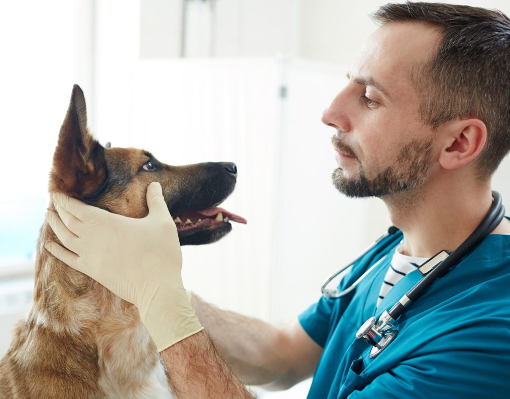 Vet checking dog's eyes.