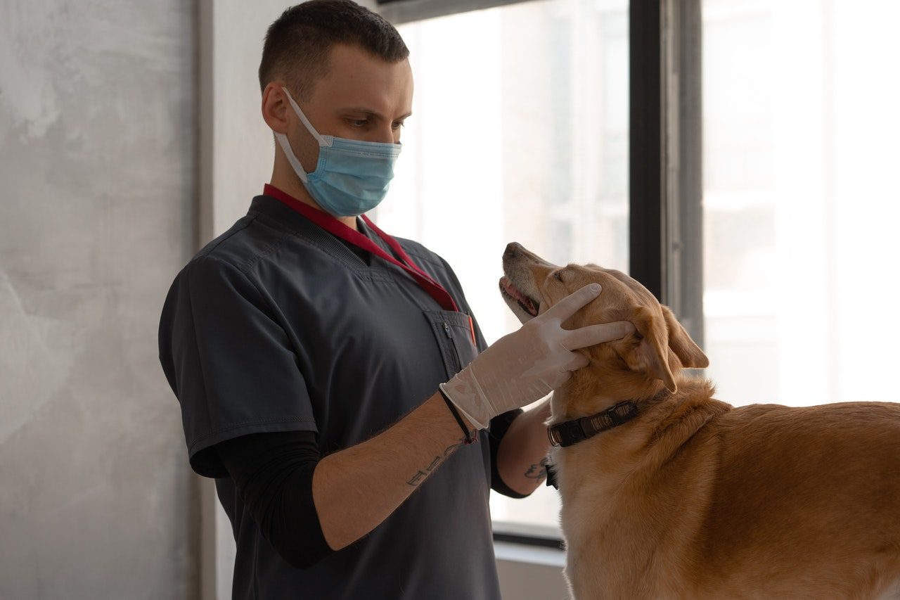 A vet wearing a face mask examines a tan dog.