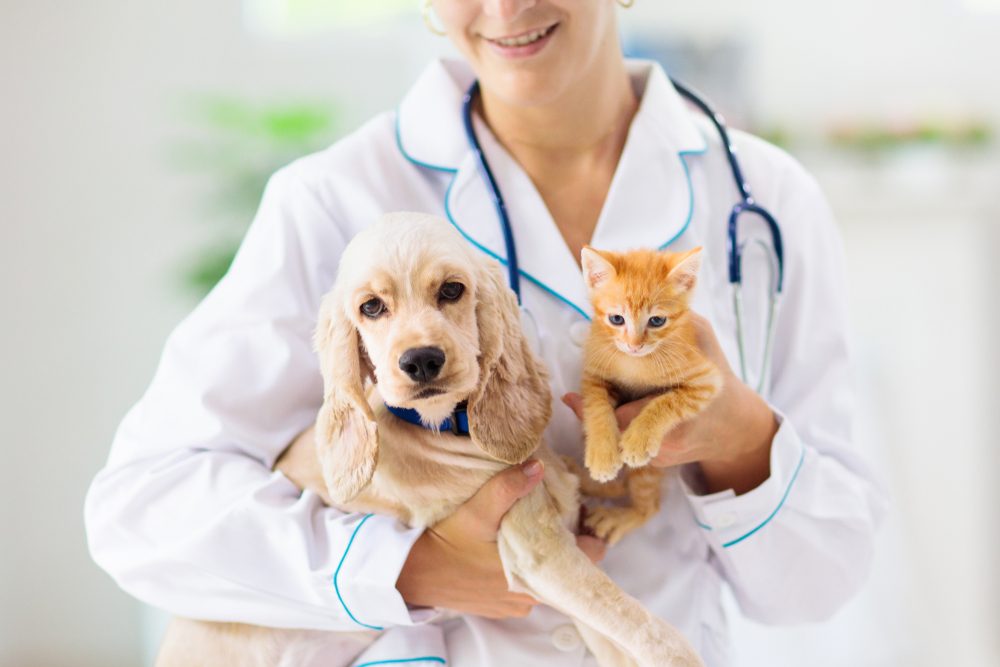 A vet holds a beige Cocker Spaniel puppy and an orange tabby kitten.