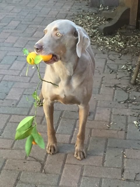 A Weimaraner holds a branch of oranges in his mouth
